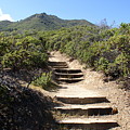 Stairway to Heaven on Mt Tamalpais